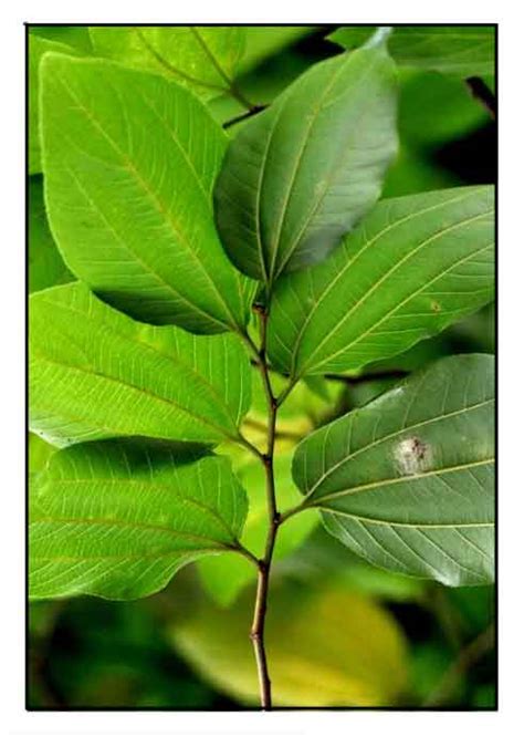 Balakat (Ziziphus talanai) .